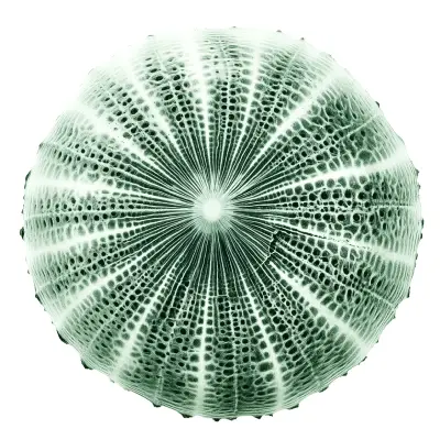 Technomarine Decor