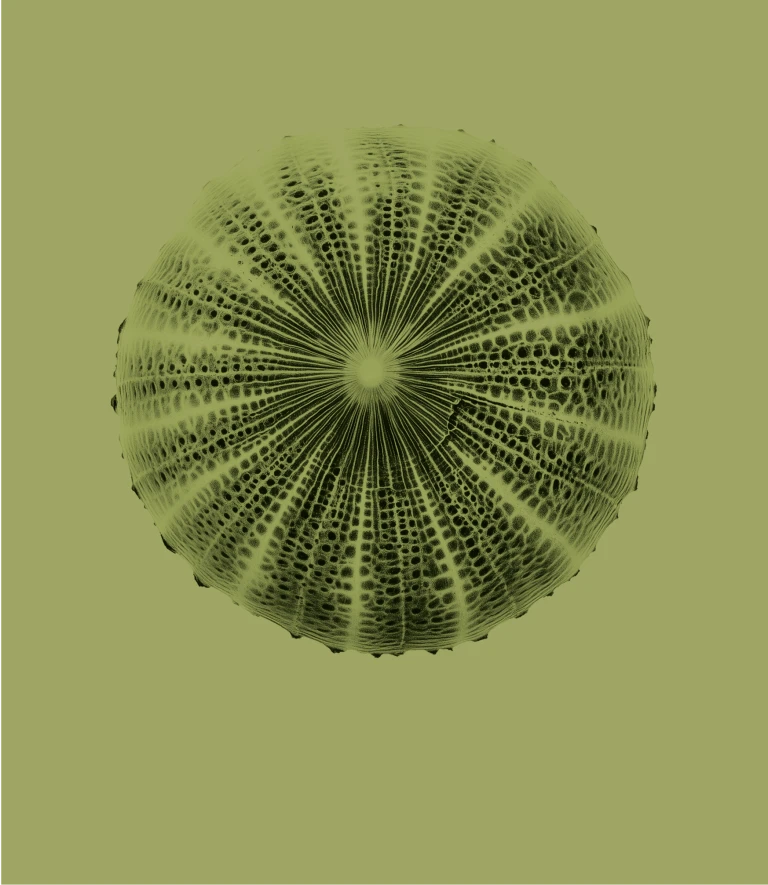 Coral Legacy