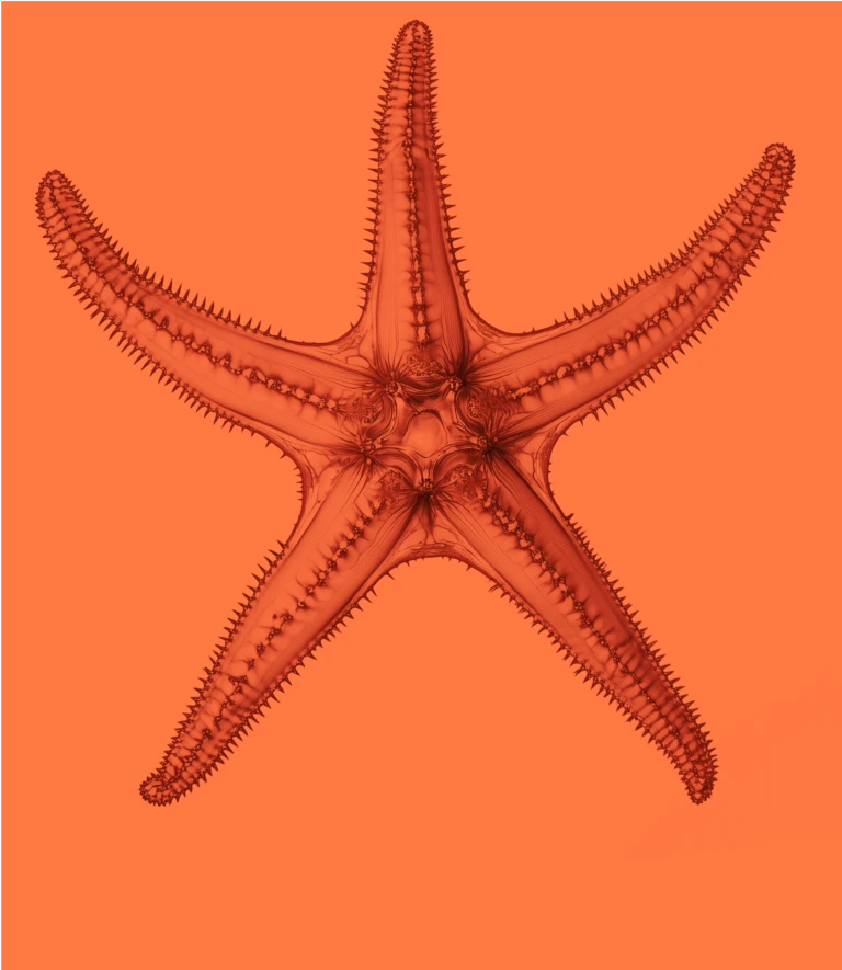 Coral Legacy