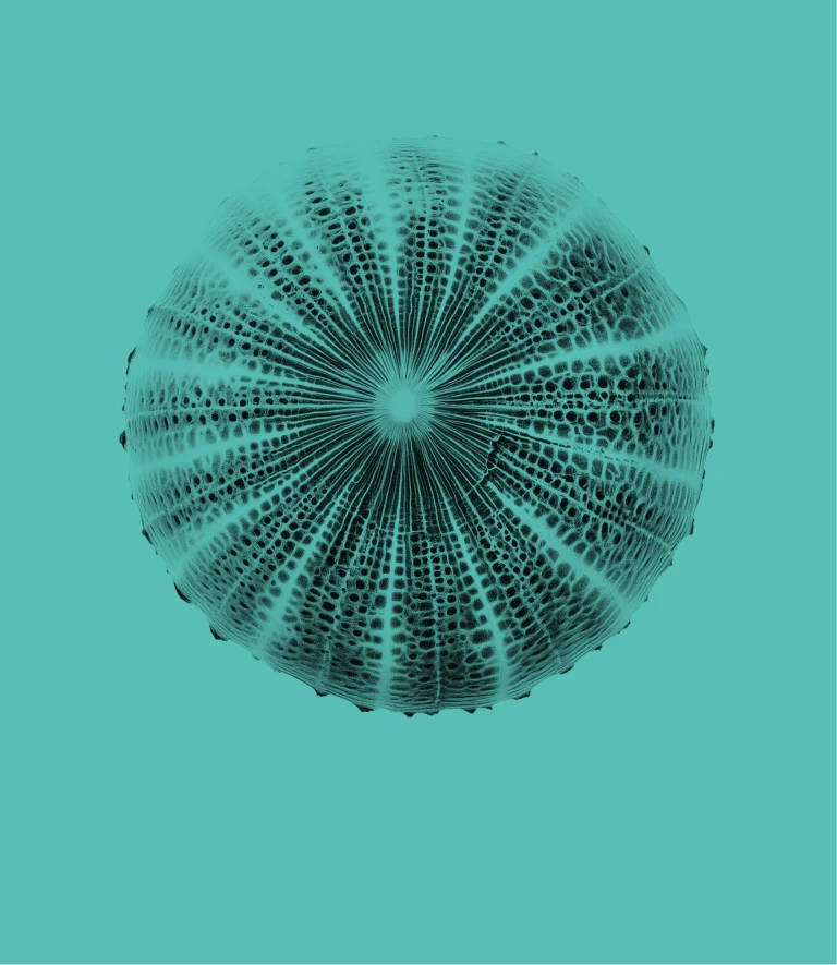 Coral Legacy