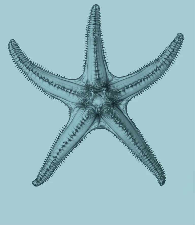 Coral Legacy