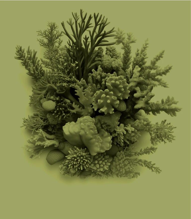 Coral Legacy